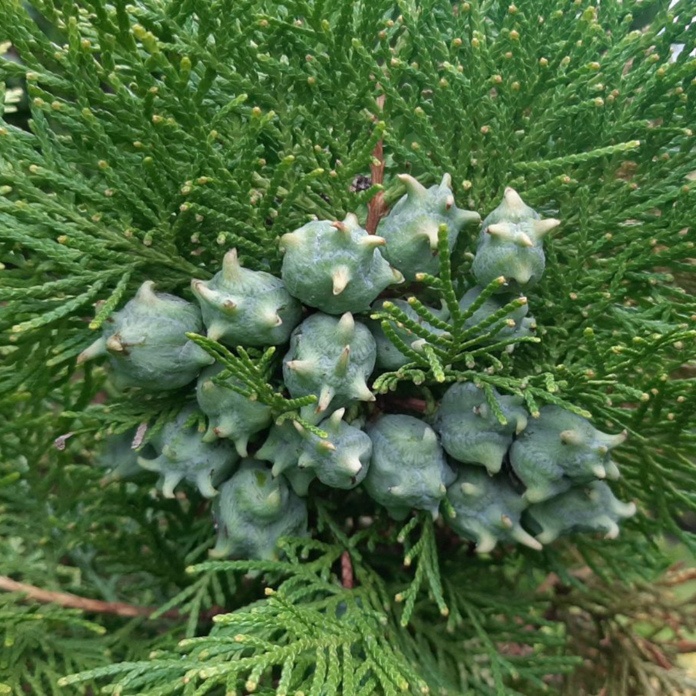 Trắc Bách Diệp - Biota orientalis