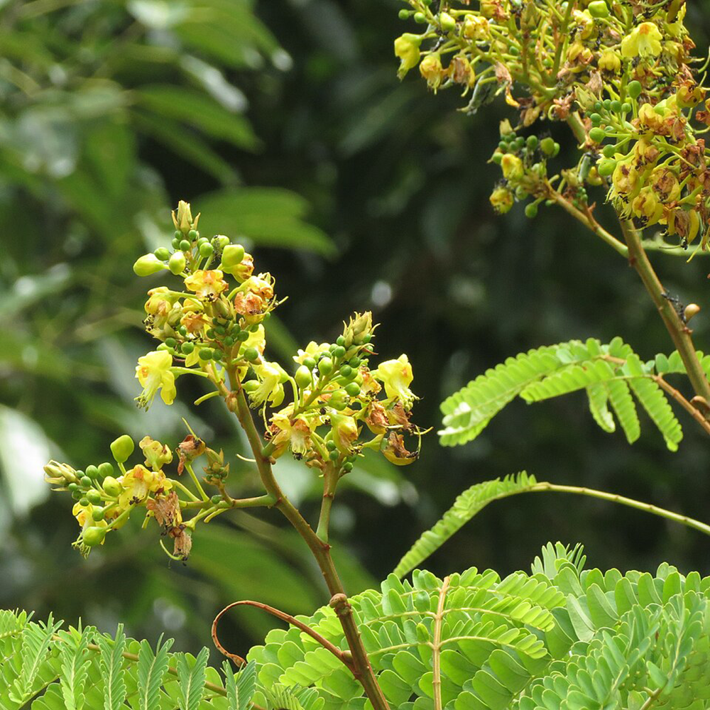 Tô Mộc - Caesalpinia sappan