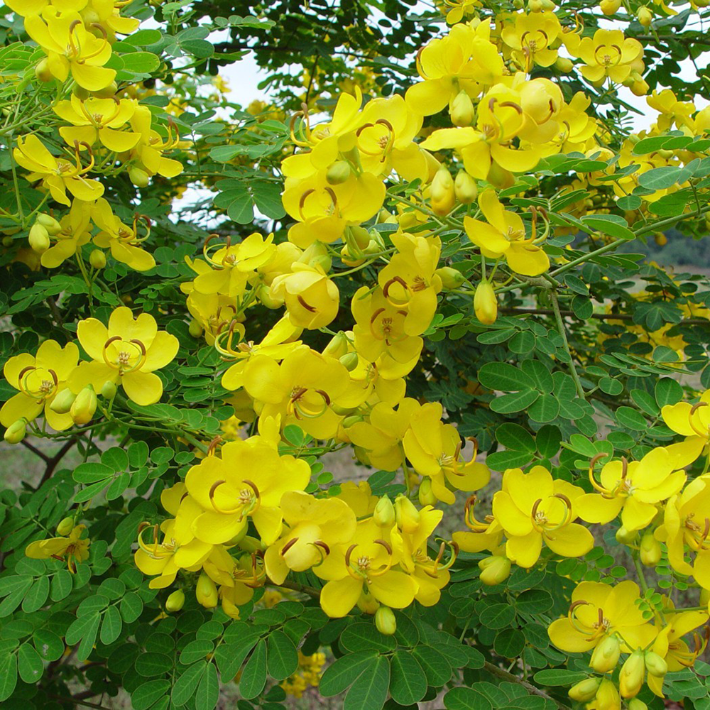 Thảo Quyết Minh - Cassia tora