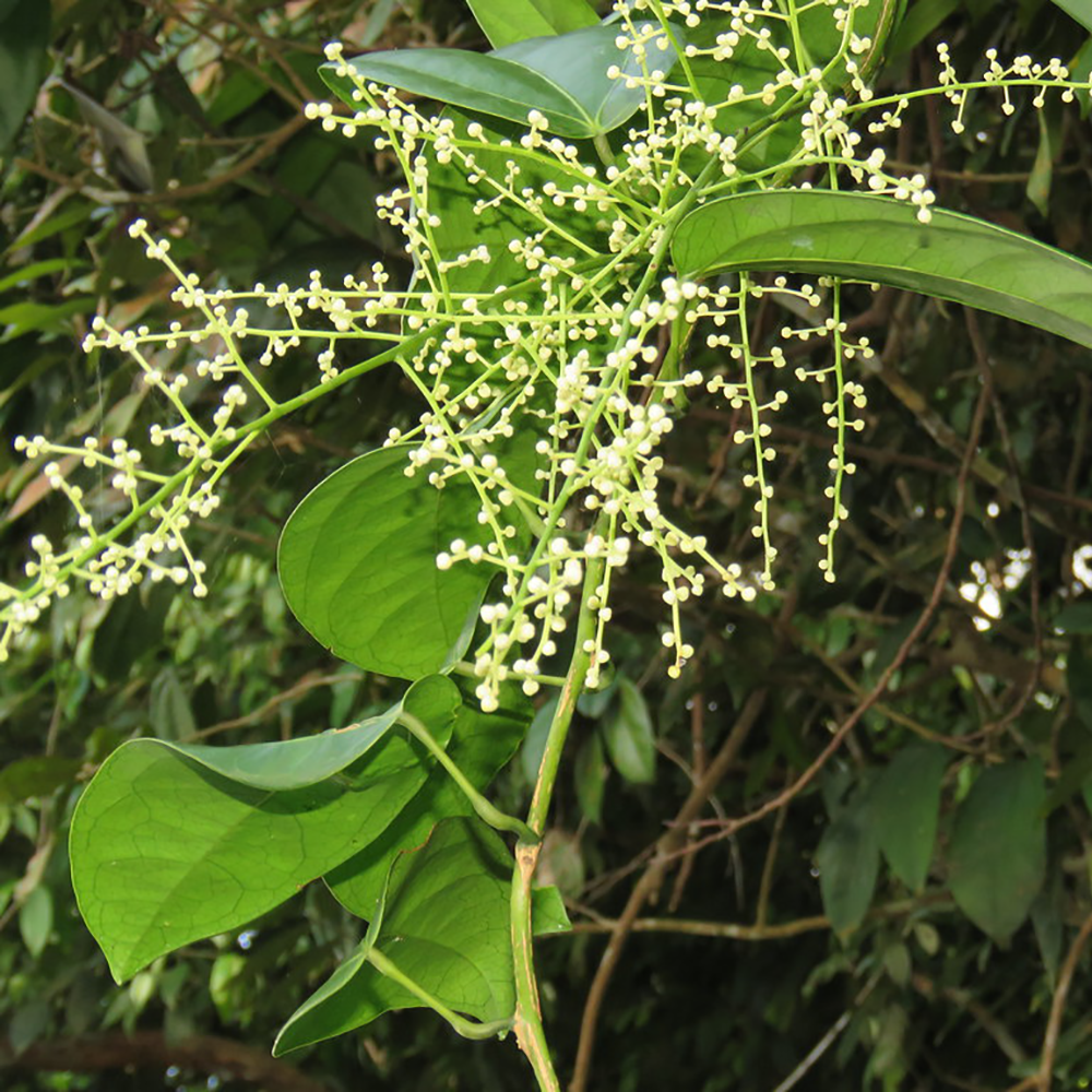 Hoàng Đằng - Fibraurea tinctoria