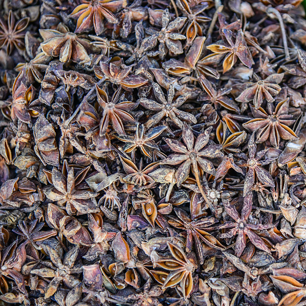 Đại Hồi - Illicium verum