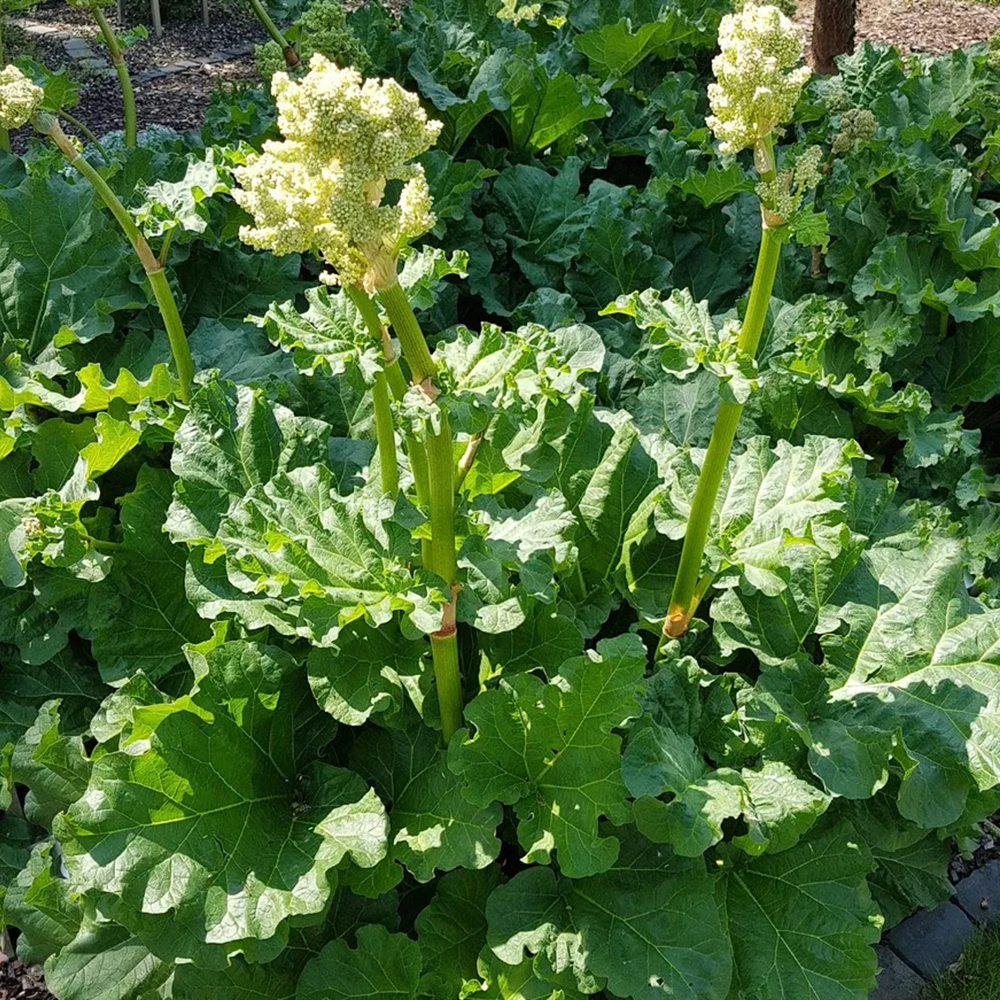 Đại Hoàng - Rheum officinale