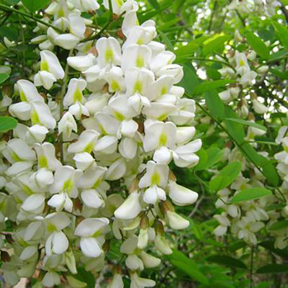 Hòe Hoa - Sophora japonica