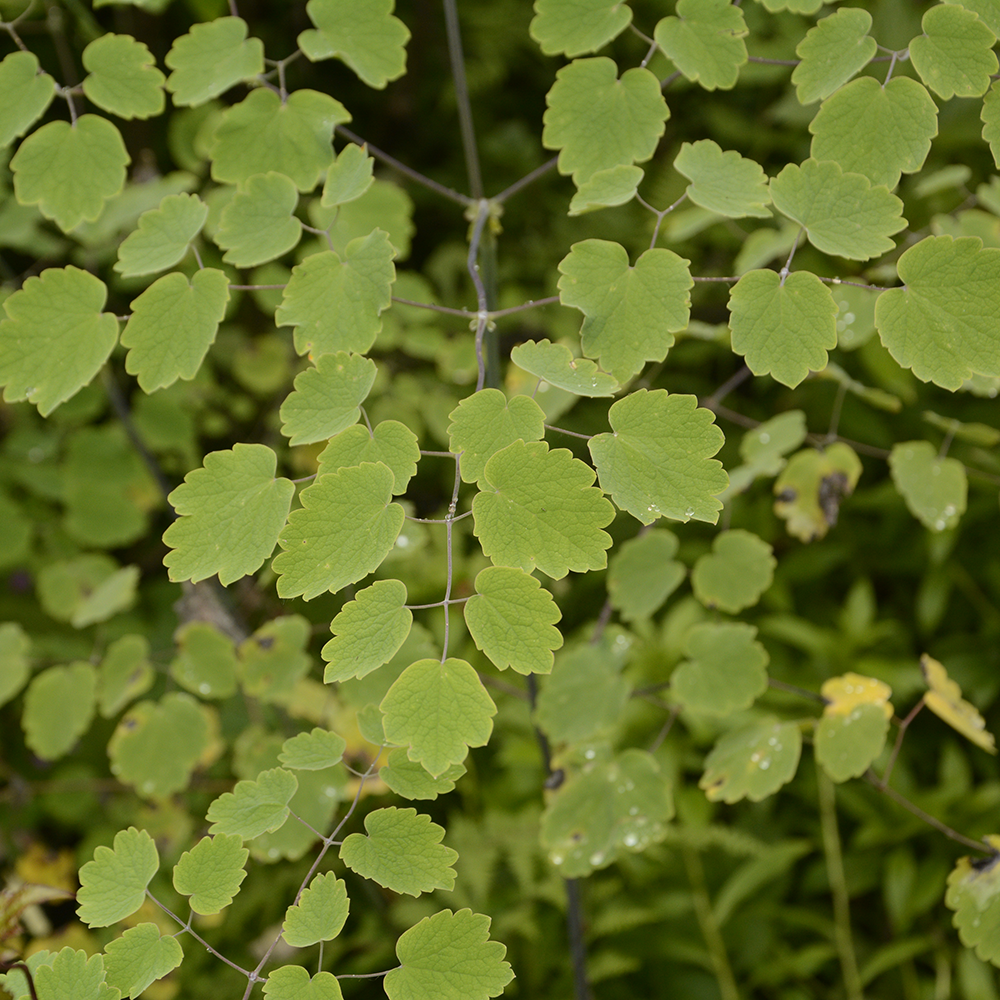 Thổ Hoàng Liên - Thalictrum foliolosum