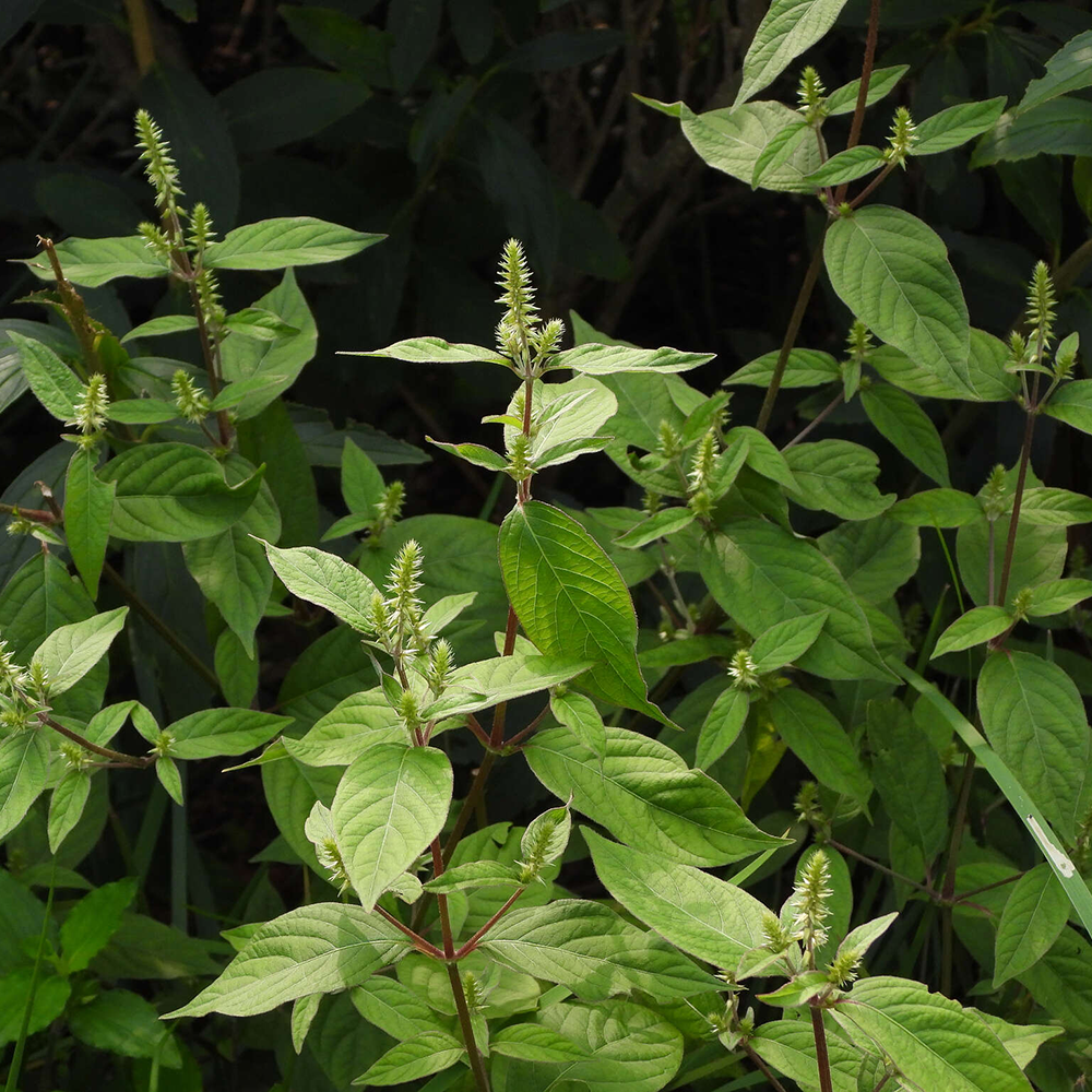 Ngưu Tất - Achyranthes bidentata