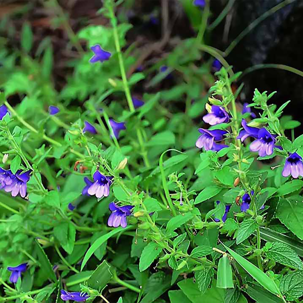 Nhân Trần - Adenosma caeruleum