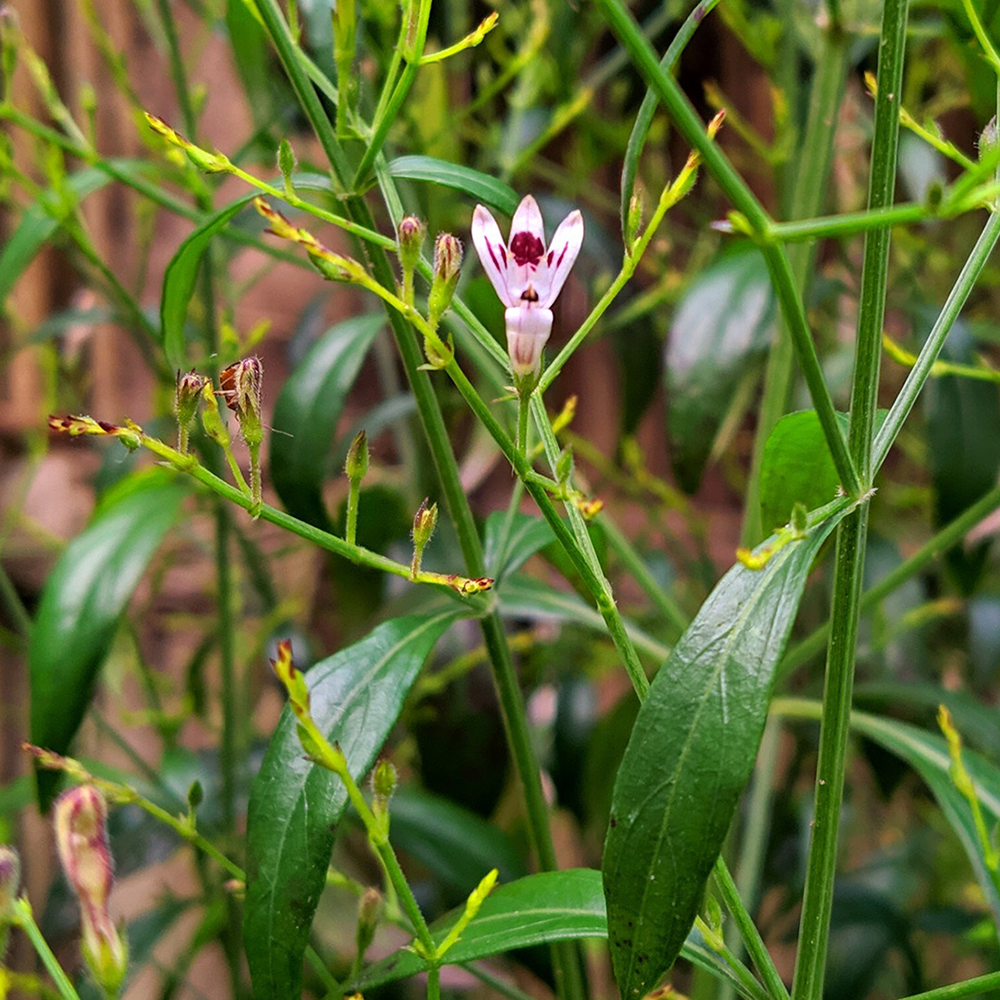 Xuyên tâm liên - Andrographis paniculata