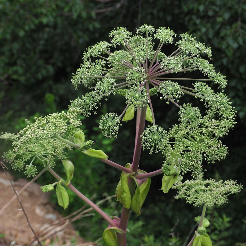 Bạch Chỉ - Angelica dahurica