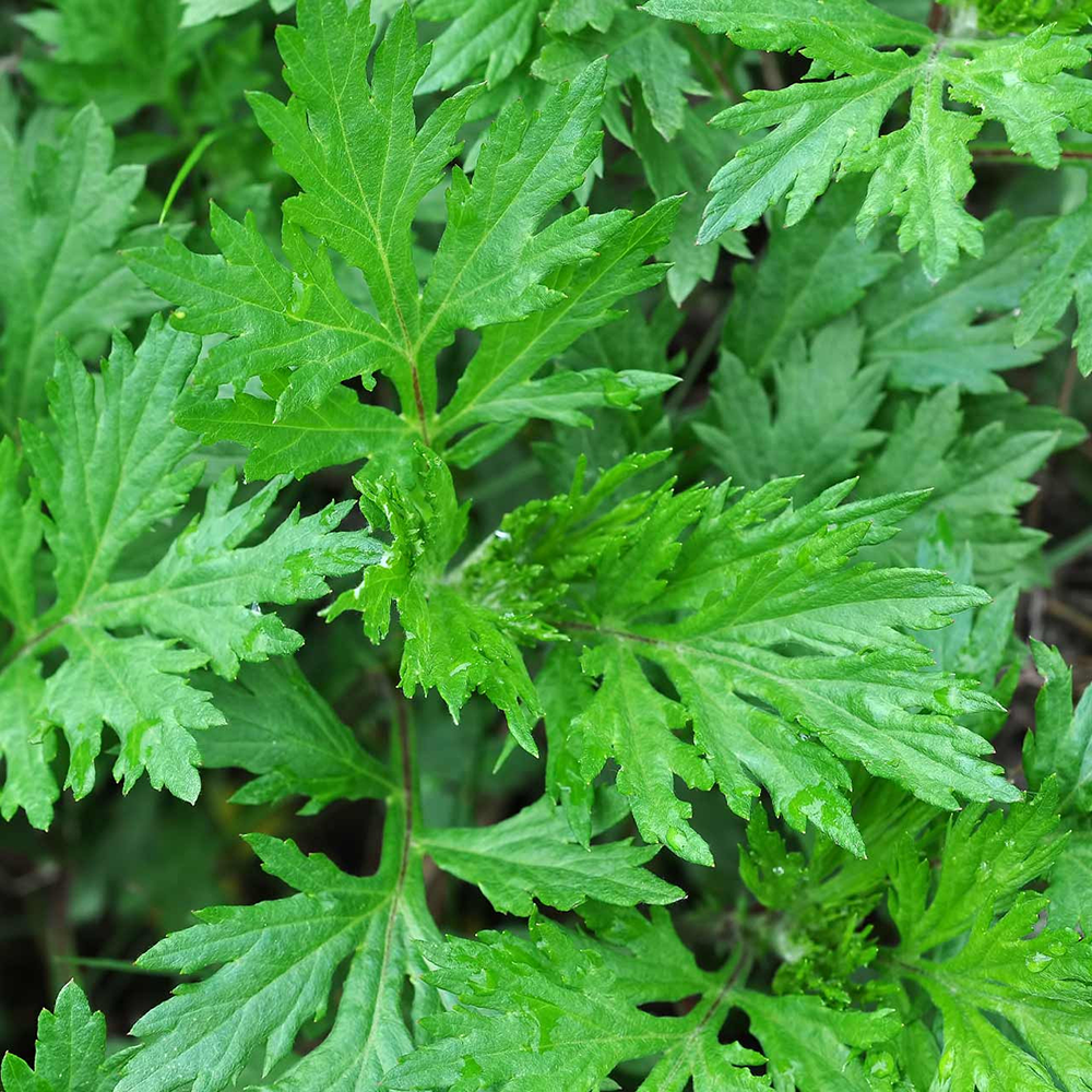 Ngải Cứu - Artemisia vulgaris