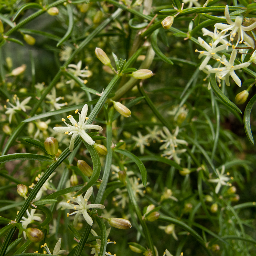 Thiên Môn - Asparagus cochinchinensis