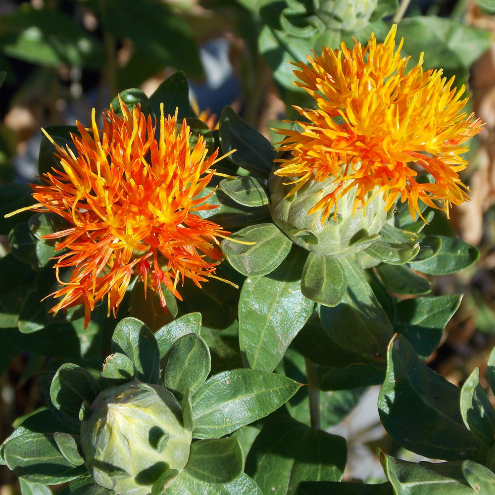 Hồng Hoa - Carthamus tinctorius