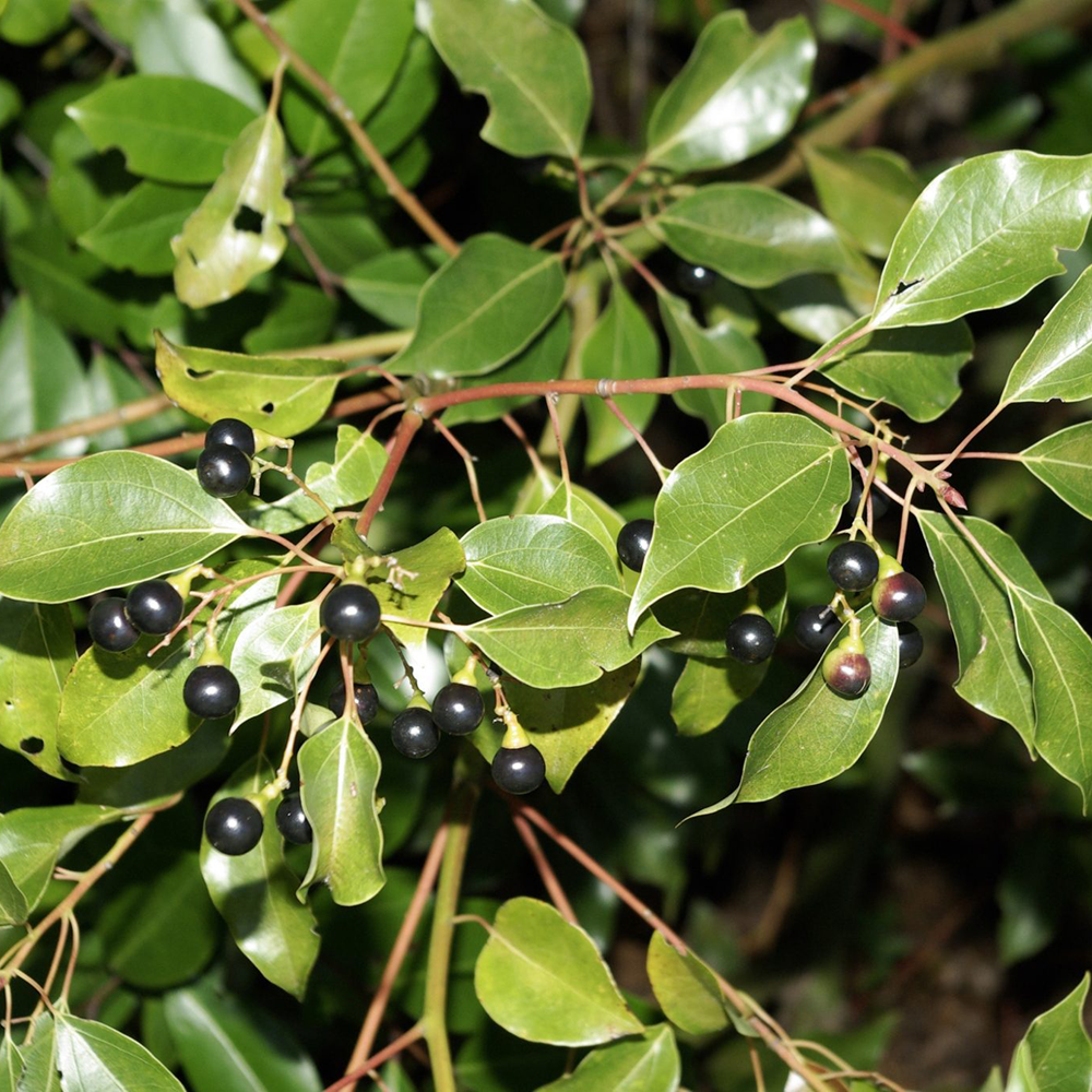 Long Não - Cinnamomum camphora