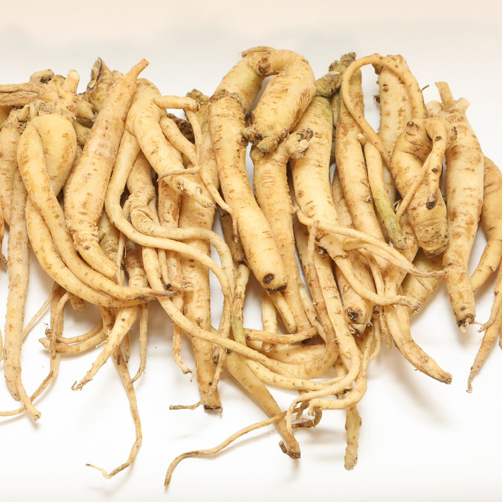 Đảng Sâm - Codonopsis javanica