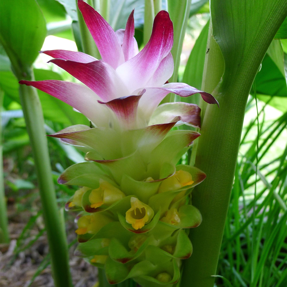 Nghệ - Curcuma longa