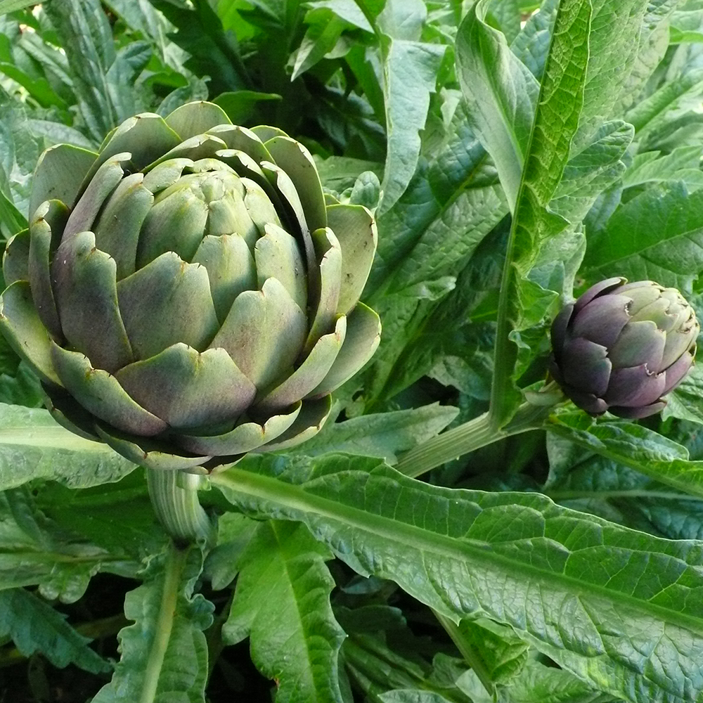 Actisô - Cynara scolymus