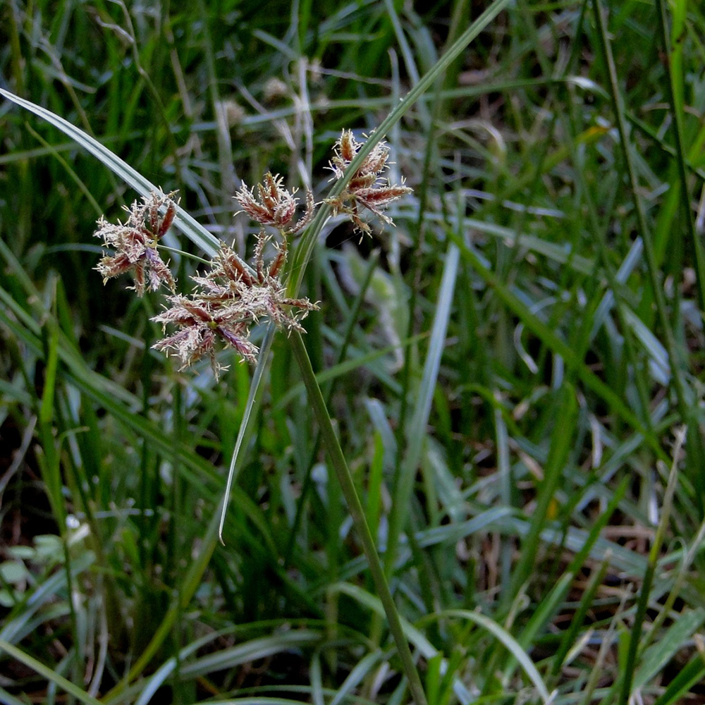 Hương Phụ - Cyperus rotundus
