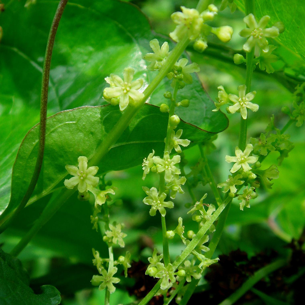 Tỳ Giải - Dioscorea tokoro