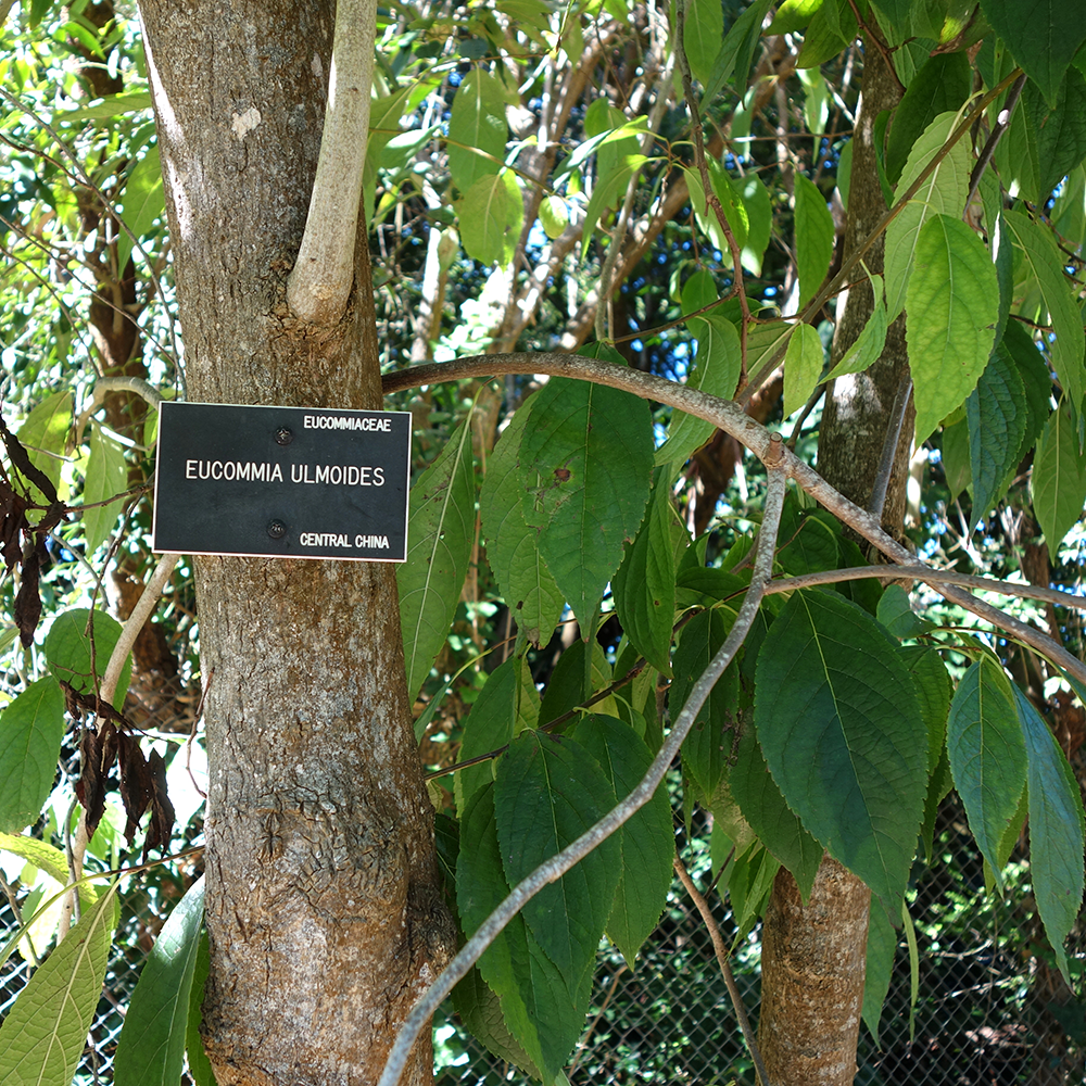 Đỗ Trọng - Eucommia ulmoides