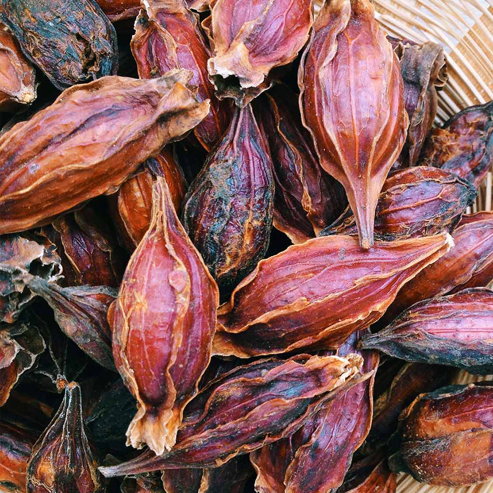 Chi Tử - Gardenia florida