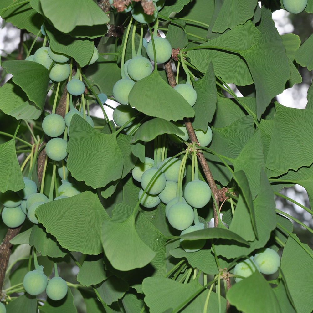 Bạch Quả - Ginkgo biloba