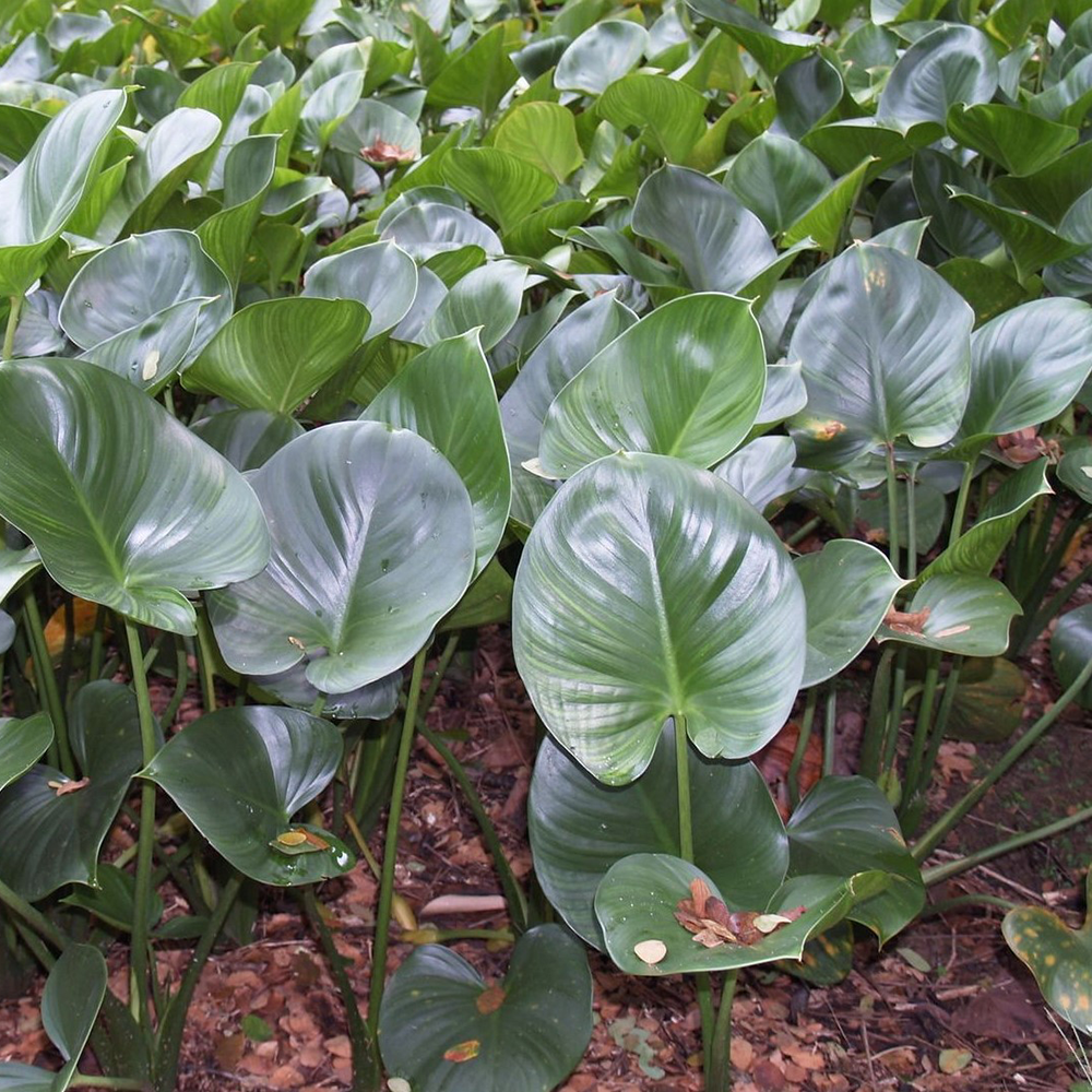 Thiên Niên Kiện - Homalomena aromatica