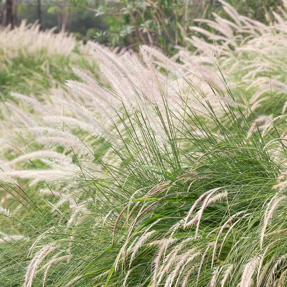 Bạch Mao Căn - Imperata cylindrica