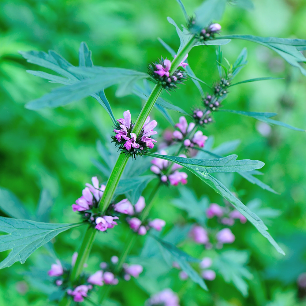 Ích Mẫu - Leonurus heterophyllus