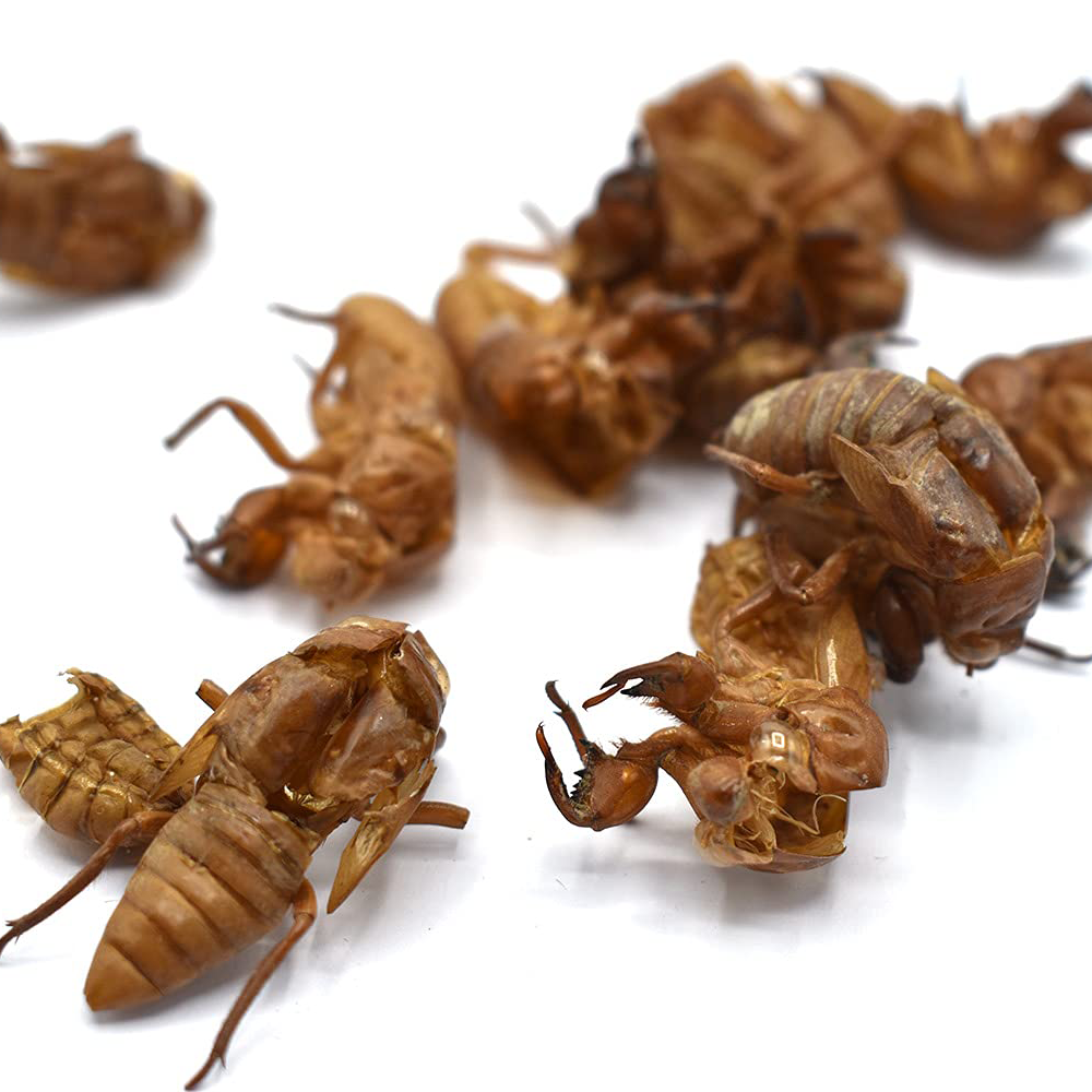 Thuyền Thoái - Leptopsaltria tuberose