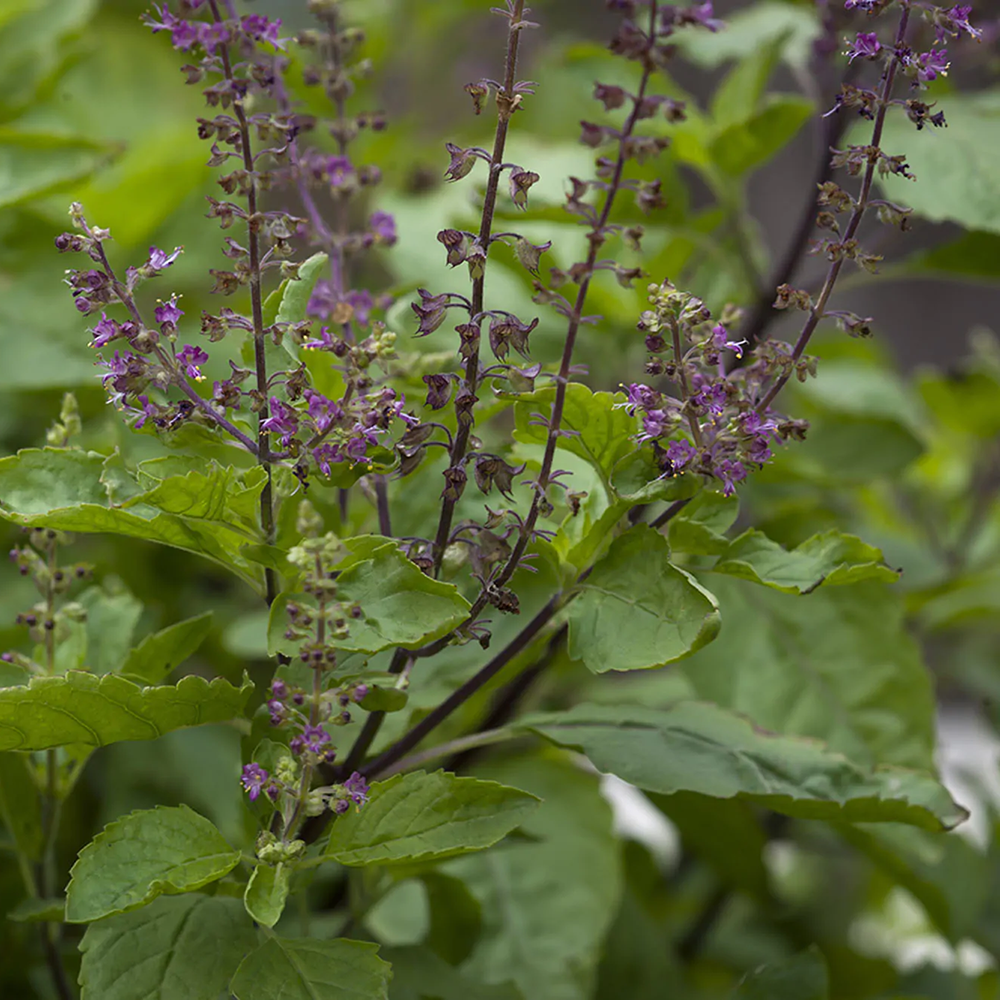 Hương Nhu Tía - Ocimum sanctum