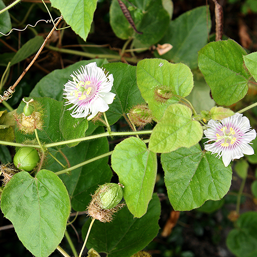 Lạc Tiên - Passiflora foetida