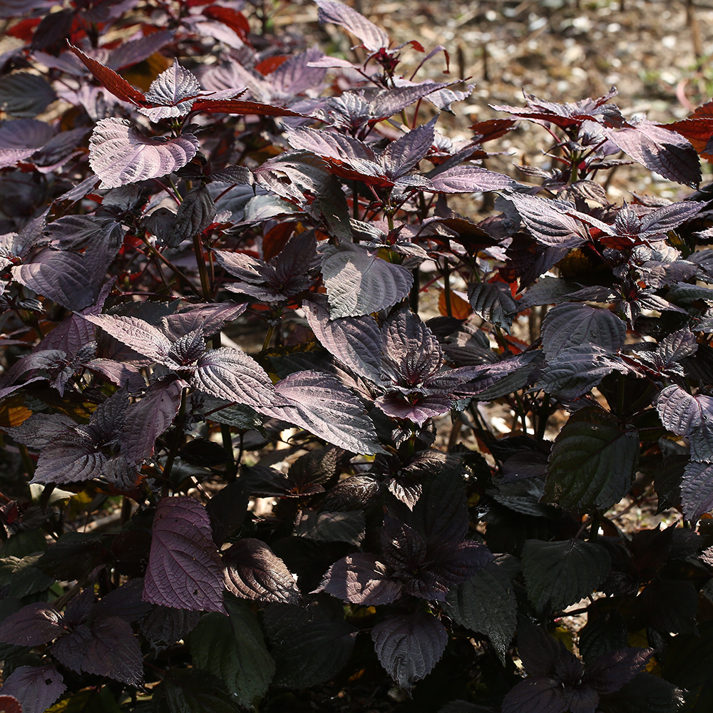 Tô Diệp - Perilla ocymoides