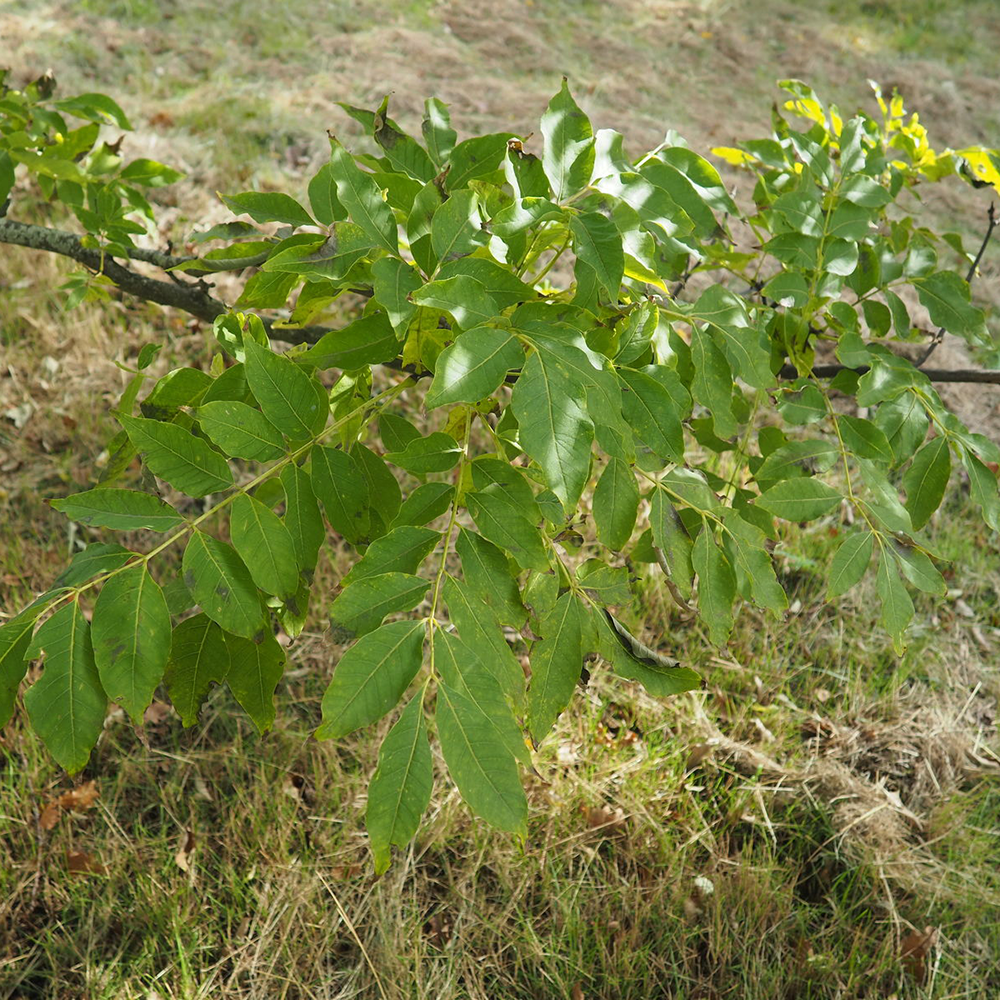 Hoàng Bá - Phellodendron chinense