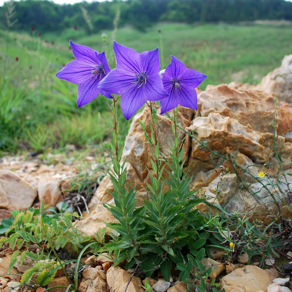 Cát Cánh - Platycodon grandiflorum