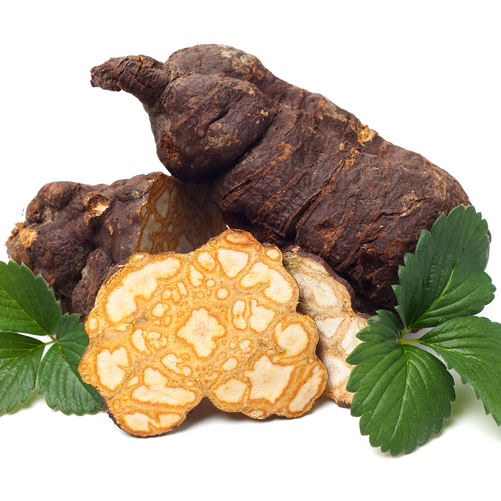 Hà Thủ Ô Đỏ - Polygonum multiflorum