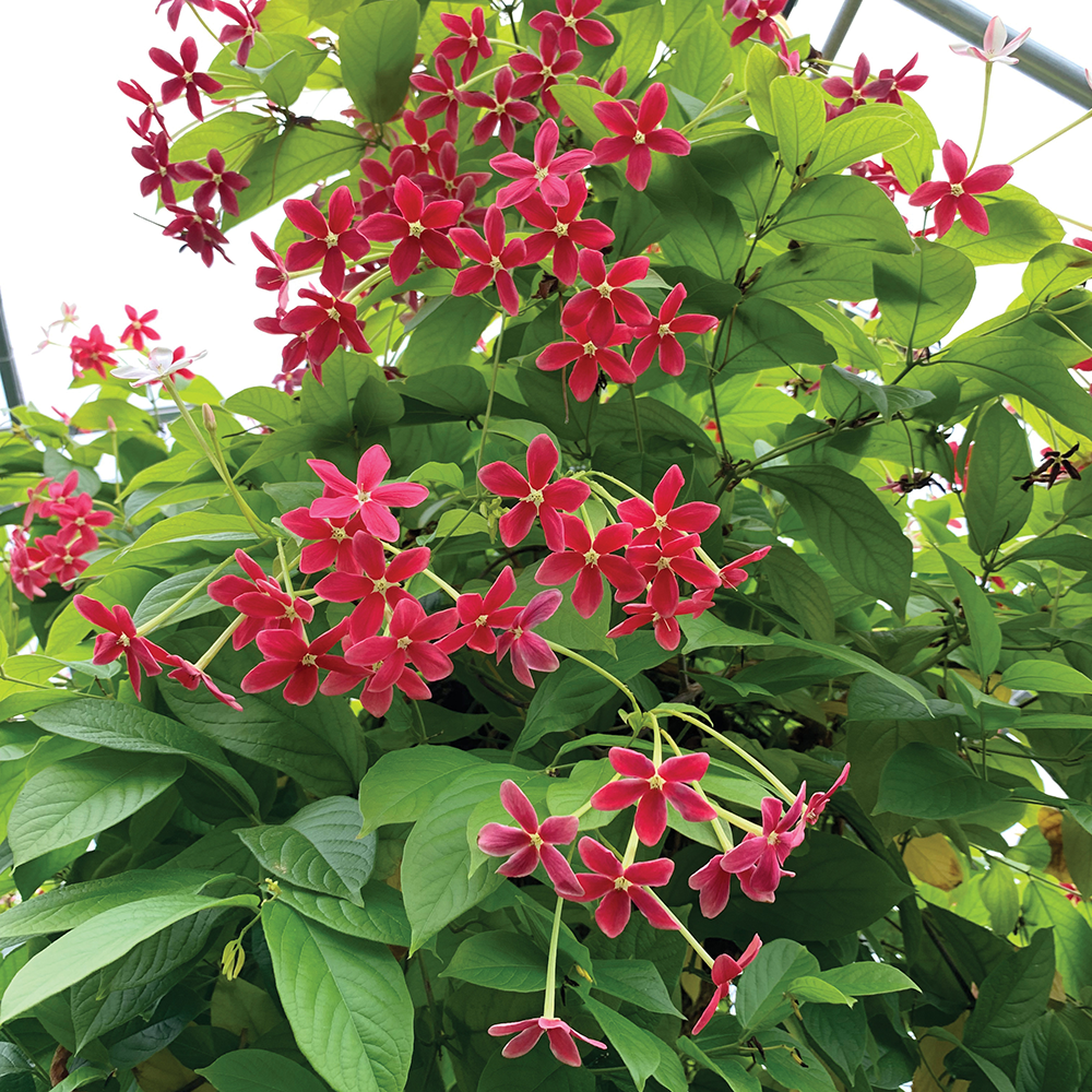 Sử Quân Tử - Quisqualis indica