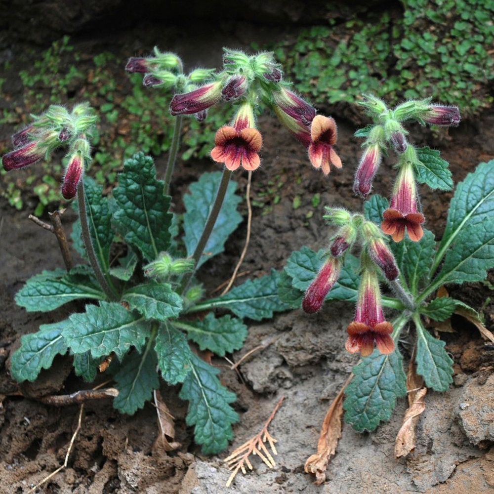 Sinh Địa - Rehmannia glutinosa