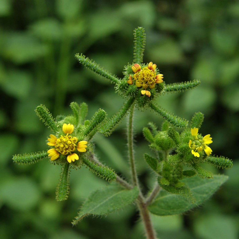 Hy Thiêm - Siegesbeckia orientalis