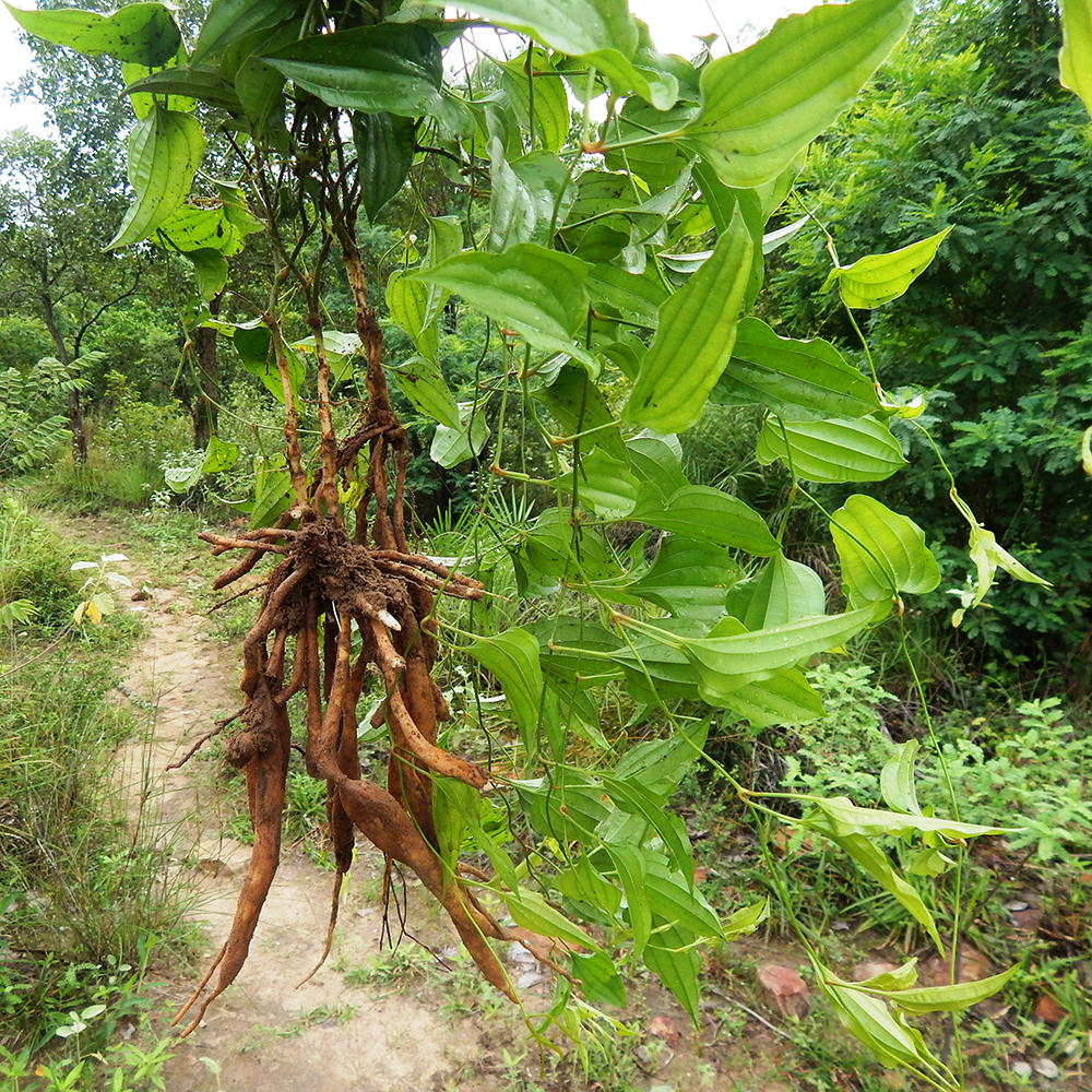 Bách Bộ - Stemona tuberosa