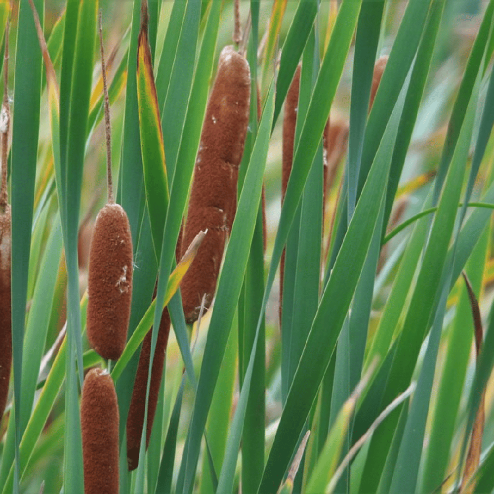 Bồ Hoàng - Typha orientalis