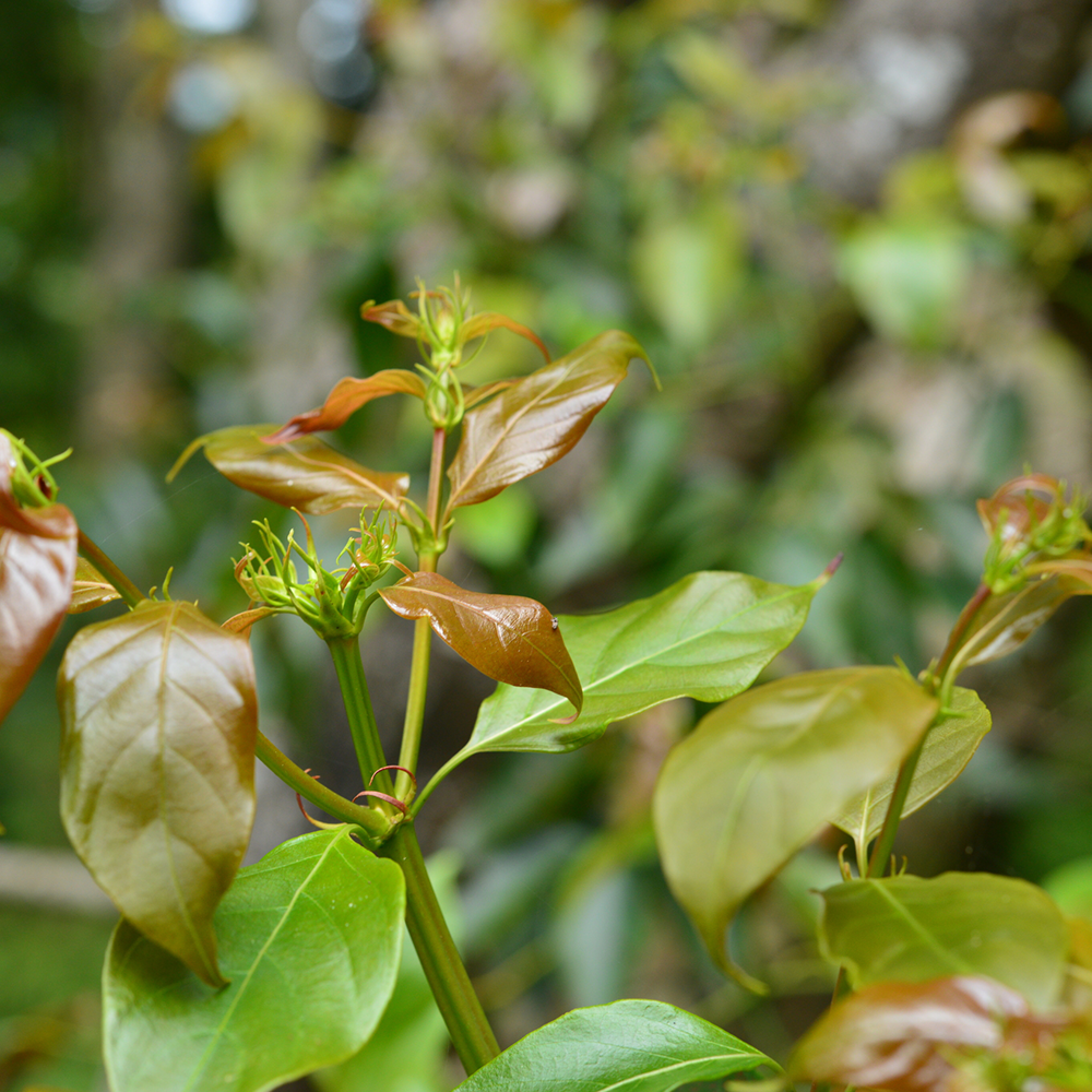 Câu Đằng - Uncaria rhynchophylla