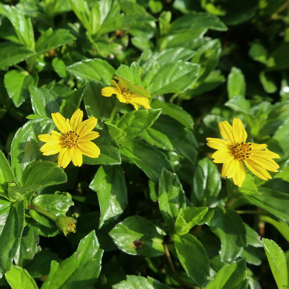 Sài Đất - Wedelia chinensis