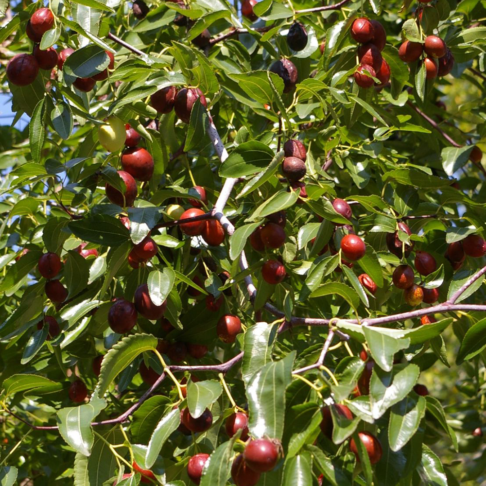 Táo Nhân - Zizyphus jujuba