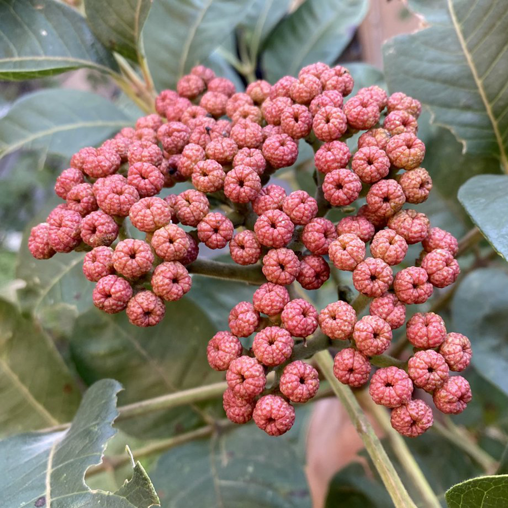 Ngô Thù Du - Evodia rutaecarpa