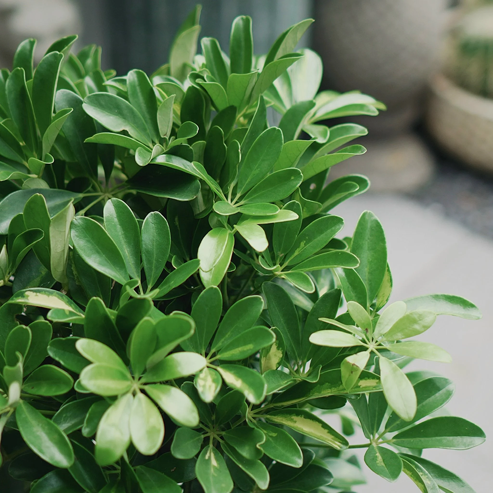 Ngũ Gia Bì - Schefflera octophylla