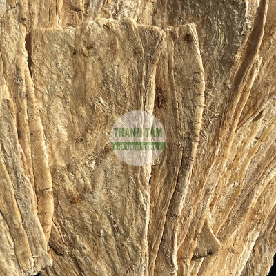 Bắc kỳ khúc Hoàng kỳ ngố | Nhà thuốc Thanh Tâm