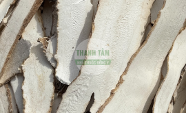 Bạch chỉ | Nhà thuốc Thanh Tâm