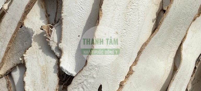 Bạch chỉ | Nhà thuốc Thanh Tâm