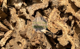 Cảo bản | Nhà thuốc Thanh Tâm