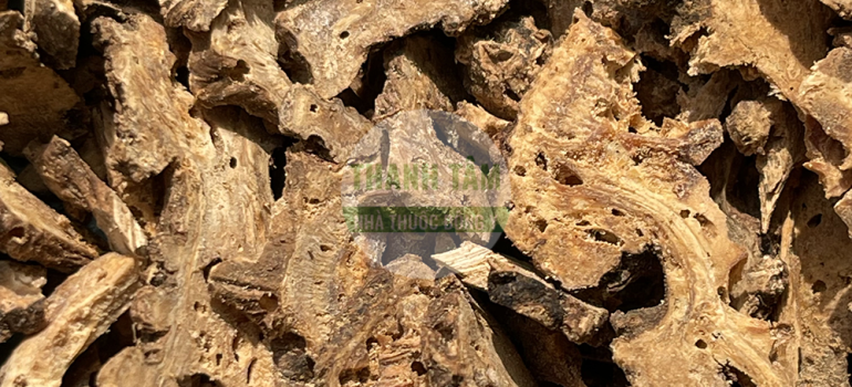 Cảo bản | Nhà thuốc Thanh Tâm