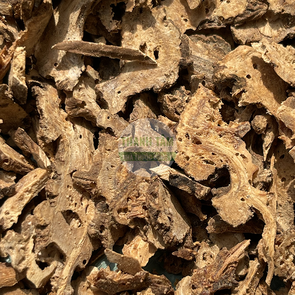 Cảo bản - vị thuốc Đông y trị đau đầu, cảm mạo